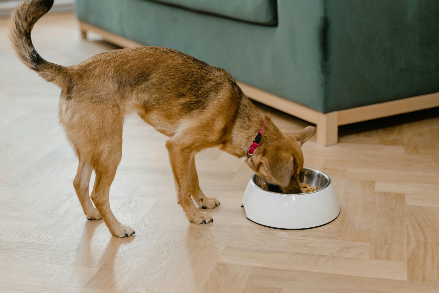 Top Features to Look for in Dog Food Delivery Providers
