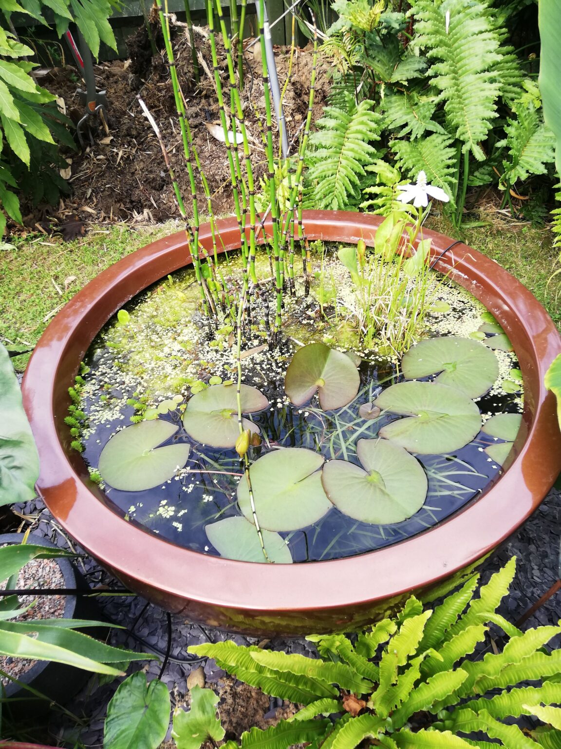 How British Pond Plants Improve Water Quality and Support Local Wildlife